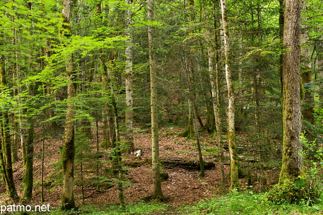 Photo de la fort du Jura sur les bords de la rivire du Hrisson