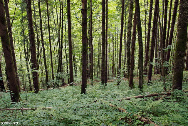 Image des arbres et du sol de la fort de la Valserine