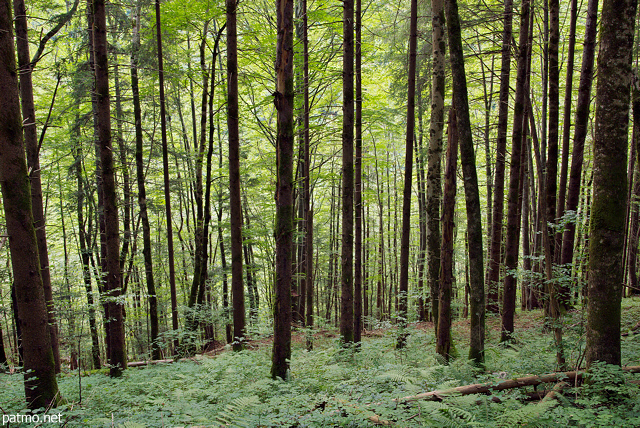 Picture of the green Valserine forest in summer
