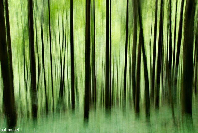 Picture of trees silhouettes in Valserine forest