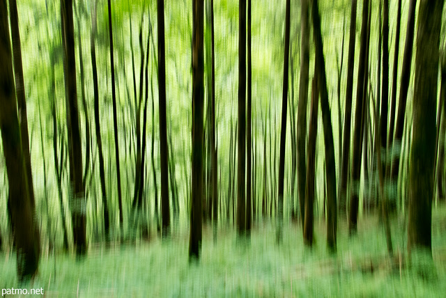 Photo d'arbres fantmes dans la fort de la Valserine