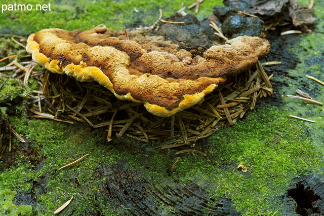 Photo d'un champignon sur une vieille souche dans la fort humide de la Valserine