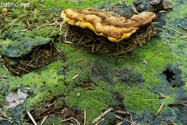 Image d'un champignon sur une vieille souche dans la fort de la Valserine