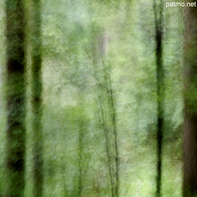 Image de la forêt de la Valserine avec un flou de bougé volontaire