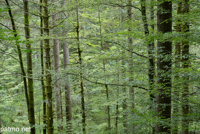 Photograph of trees, branches and foliage in Valserine forest