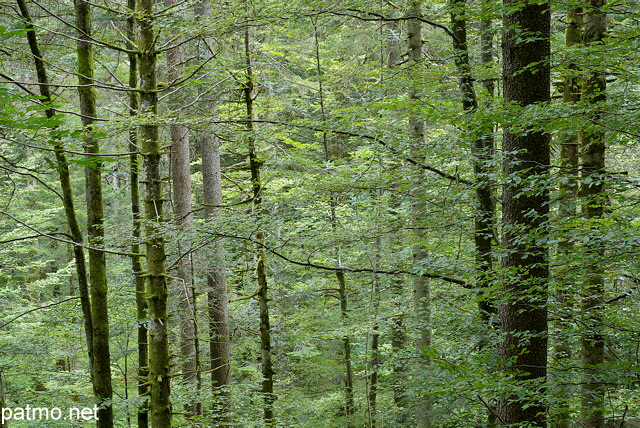 Photo de branches et de feuillage en t dans la fort de la Valserine