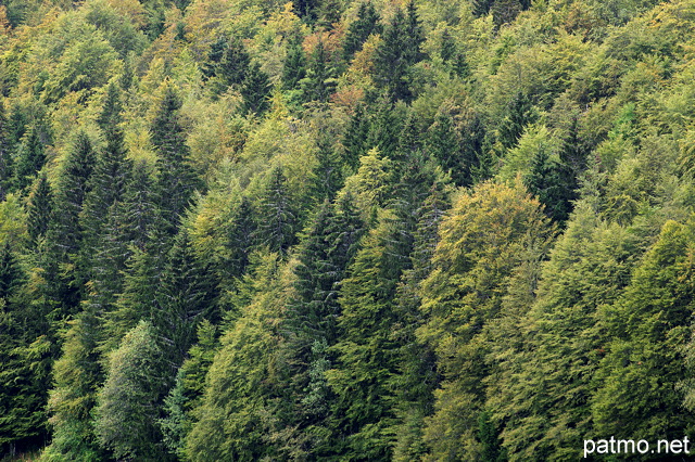 Photo des couleurs de la fort sur le plateau de Bellecombe dans le Jura