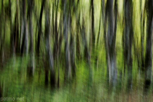 Photo abstraite de troncs dans la fort le long du Rhne en Haute Savoie