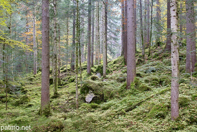 Photographie de la forêt de la Valserine en automne