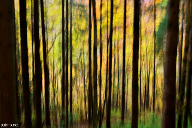 Photo abstraite de la forêt de la Valserine en automne