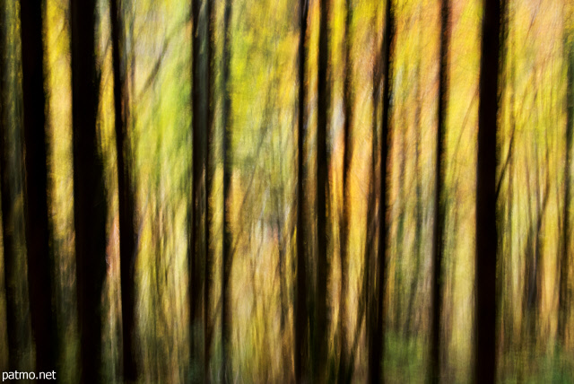 Image abstraite de silhouettes d'arbres en automne dans la fort de la Valserine