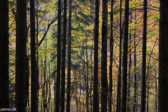 Image of the colorful trees of Valserine forest in autumn