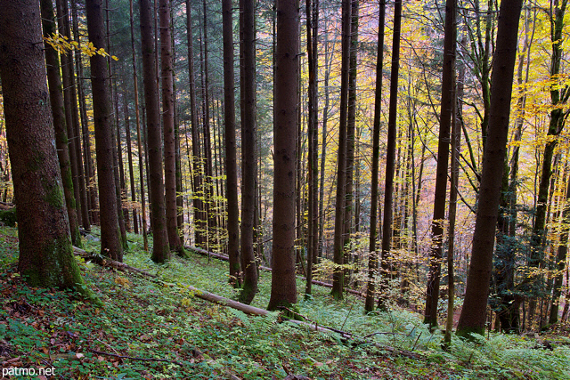Photo of an autumn landscape in Valserine forest