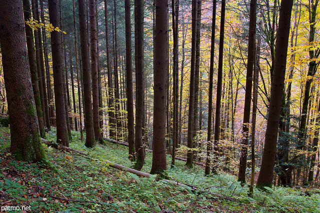 Photo d'automne dans la fort de la valle de la Valserine