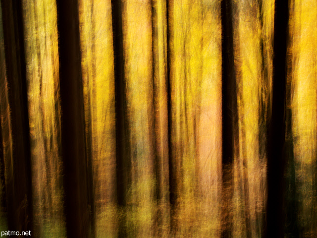 Photographie abstraite de silhouettes d'arbres en automne dans la fort de la Valserine