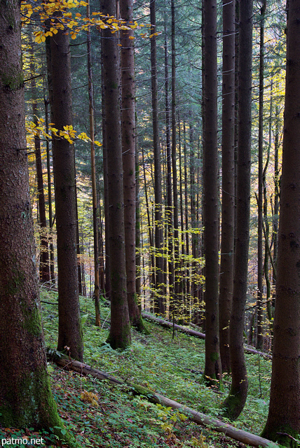 Image d'automne dans la fort de la Valserine