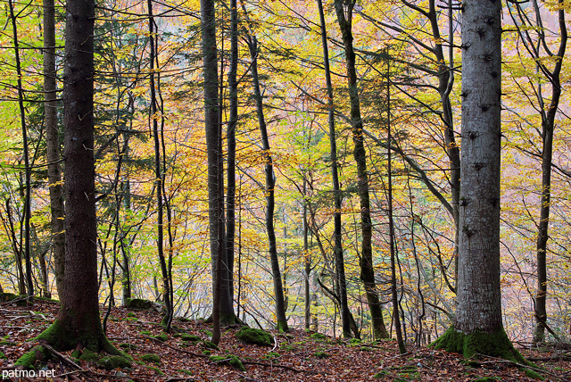 Photographie des couleurs d'automne dans la fort de la Valserine