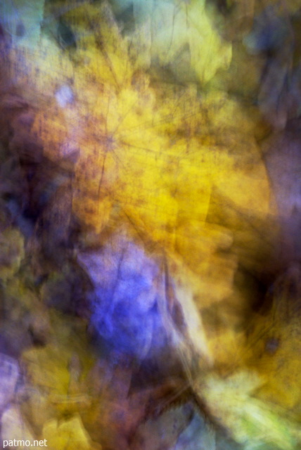 Photographie abstraite de feuilles d'automne sur le sol de la forêt