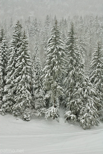 Photo d'picas sous une chute de neige dans la fort de la Valserine