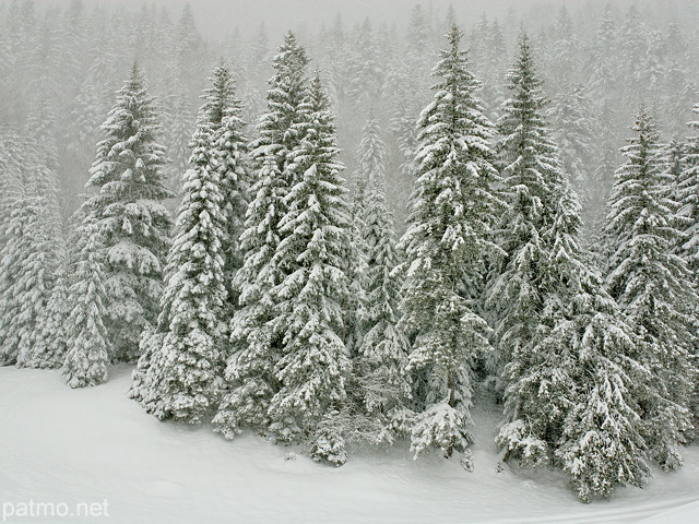 Photographie de chutes de neiges sur les épicéas de la forêt de la Valserine