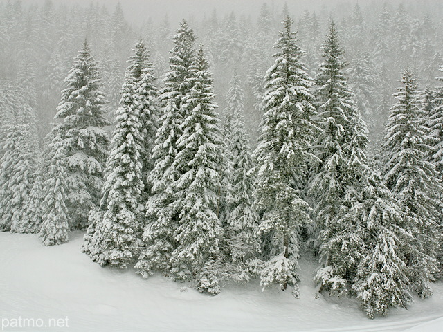 Photographie de chutes de neiges sur les picas de la fort de la Valserine