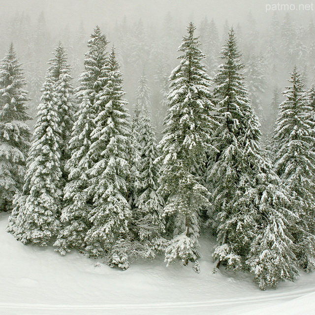 Image d'épicéas sous la neige dans la forêt de montagne de la Valserine.
