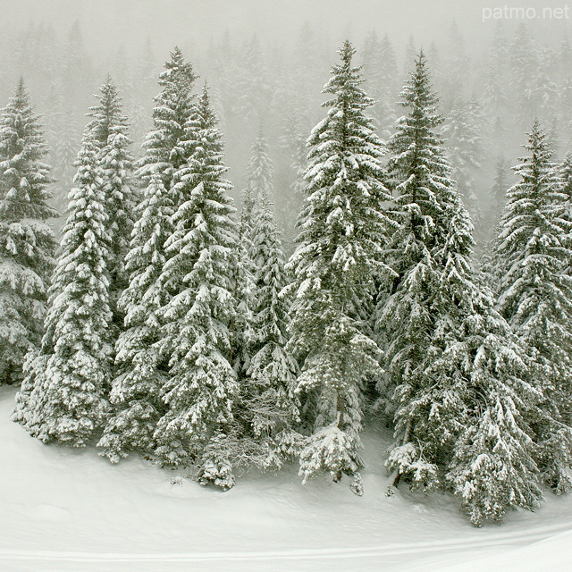 Image d'picas sous la neige dans la fort de montagne de la Valserine.