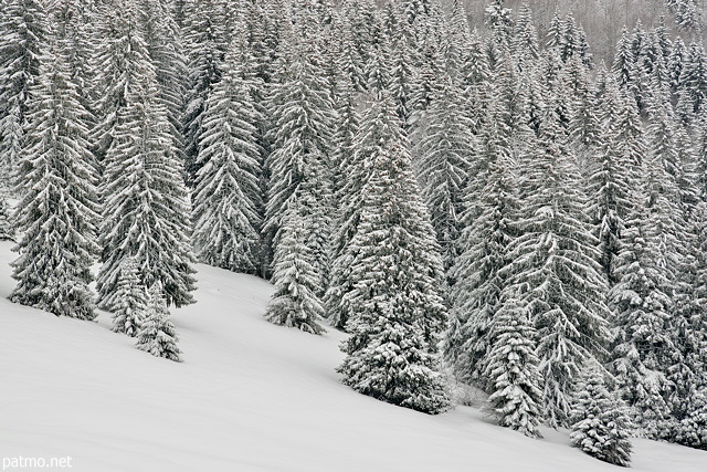 Photograph of coniferous trees i the snow