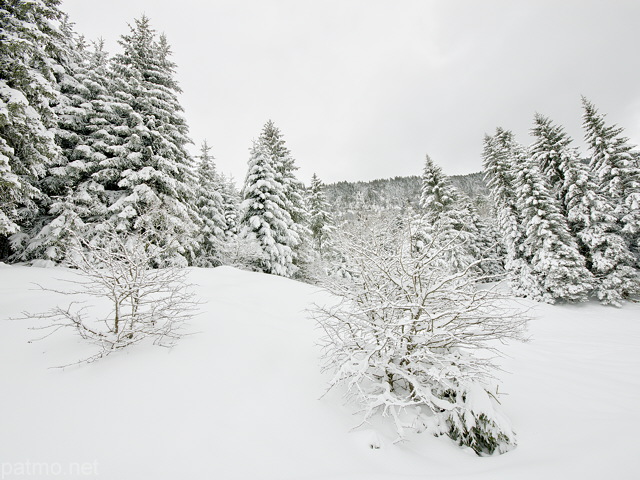 Photographie de la neige dans la fort de montagne de la Valserine. PNR du Haut Jura.