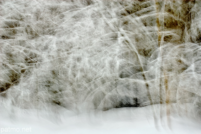 Photo abstraite de la forêt de la Valserine sous la neige dans le Parc Naturel Régional du Haut Jura