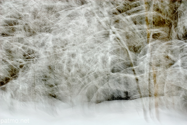 Image of snow in Valserine forest