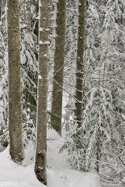 Photographie d'arbres enneigés dans la forêt de montagne de la Valserine