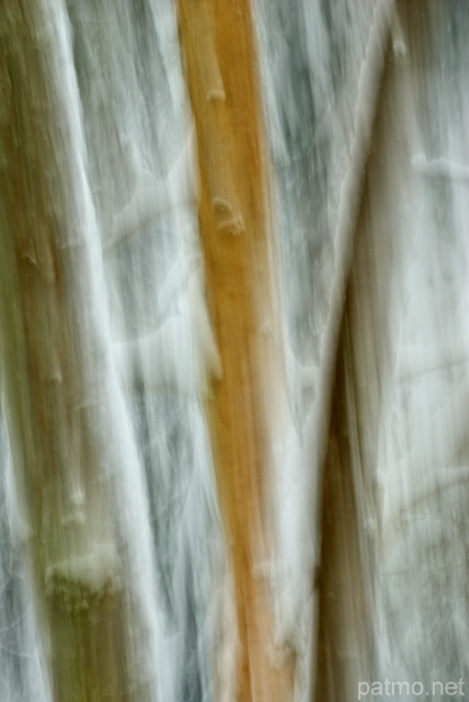 Photographie abstraite dans la forêt de la Valserine enneigée