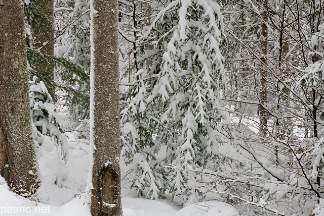 Photo de la forêt de la Valserine enneigée dans le Parc Naturel Régional du Haut Jura