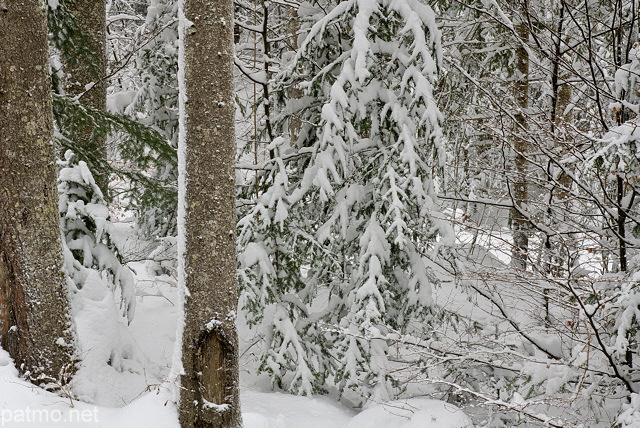 Photo de la fort de la Valserine enneige dans le Parc Naturel Rgional du Haut Jura