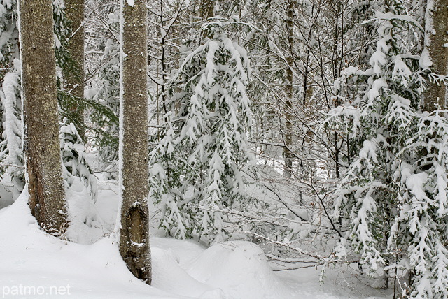 Image de la forêt de la Valserine sous la neige dans la Parc Naturel Régional du Haut Jura