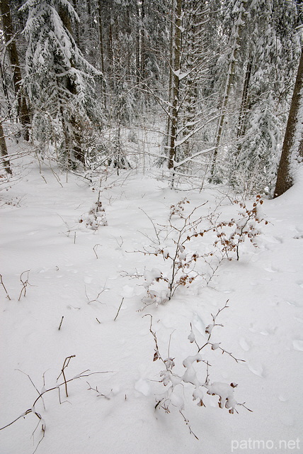 Photo de neige dans la forêt de montagne de la Valserine