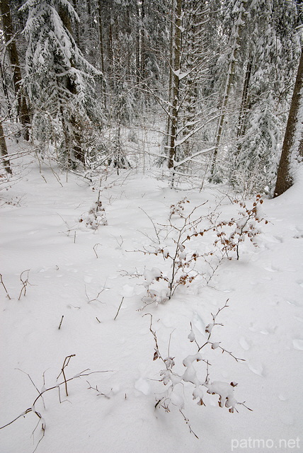 Photo de neige dans la fort de montagne de la Valserine