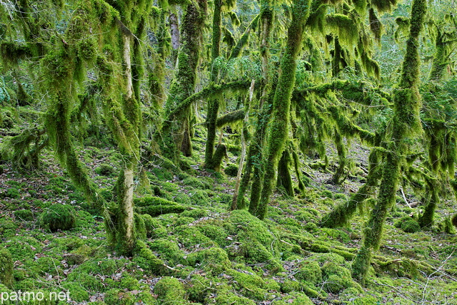 Photo d'une forêt envahie par la mousse dans le Parc Naturel Régional du Haut Jura