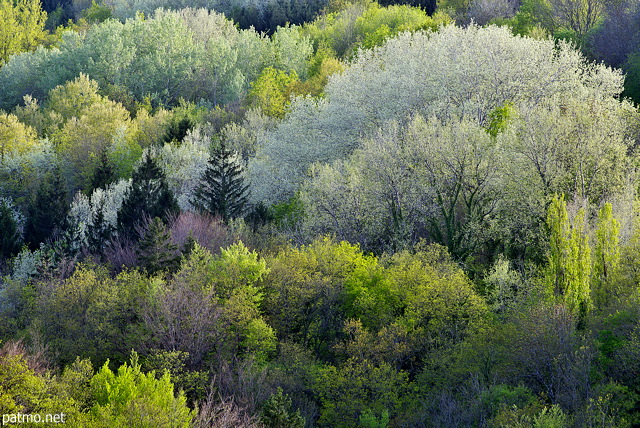 Photo des couleurs de la forêt au printemps