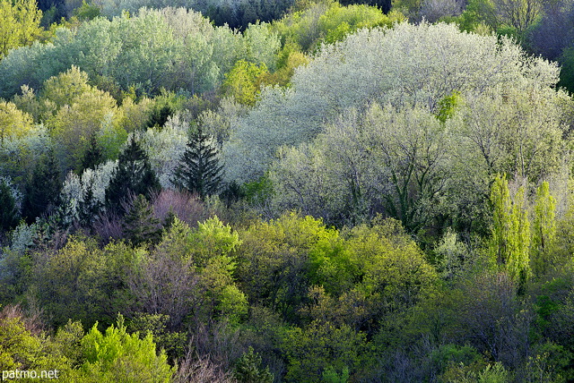 Picture of springtime colors on the forest