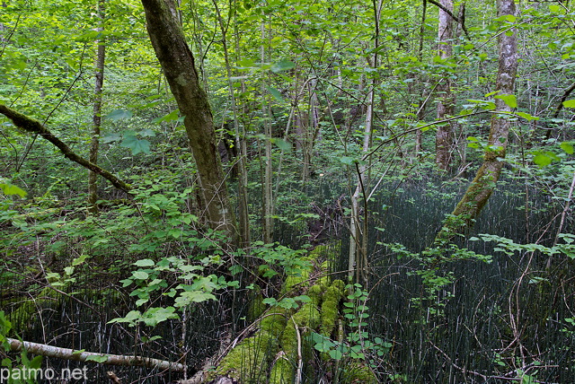 Photographie d'un sous bois de printemps autour du ruisseau du Castran