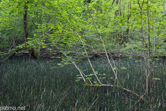 Photo d'un sous bois autour du ruisseau du Castran