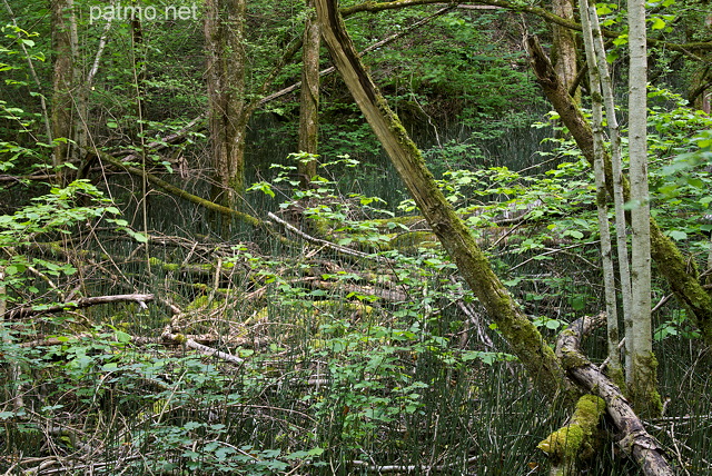 Photo de sous bois au printemps autour du ruisseau du Castran