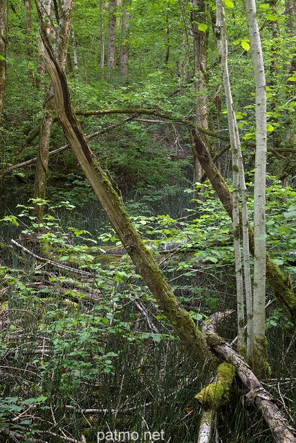 Image d'un sous bois sauvage autour du ruisseau du Castran