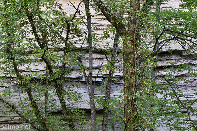 Image d'arbres adossés à une falaise de molasse dans le canyon du Castran