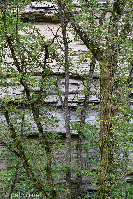 Photographie d'arbres contre une falaise de molasse dans le canyon du Castran