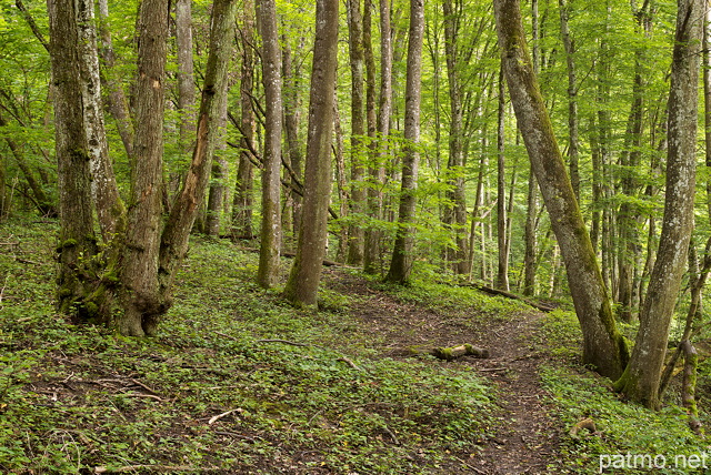 Photo de printemps dans la fort des bords du Rhne