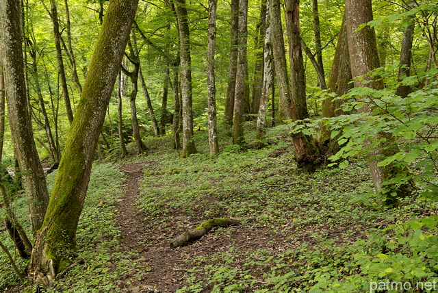 Photographie de la fort des bords du Rhne au printemps