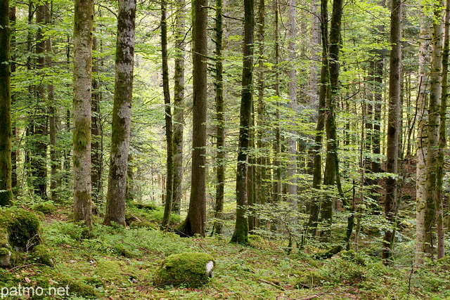 Photo de la forêt de la Valserine au printemps
